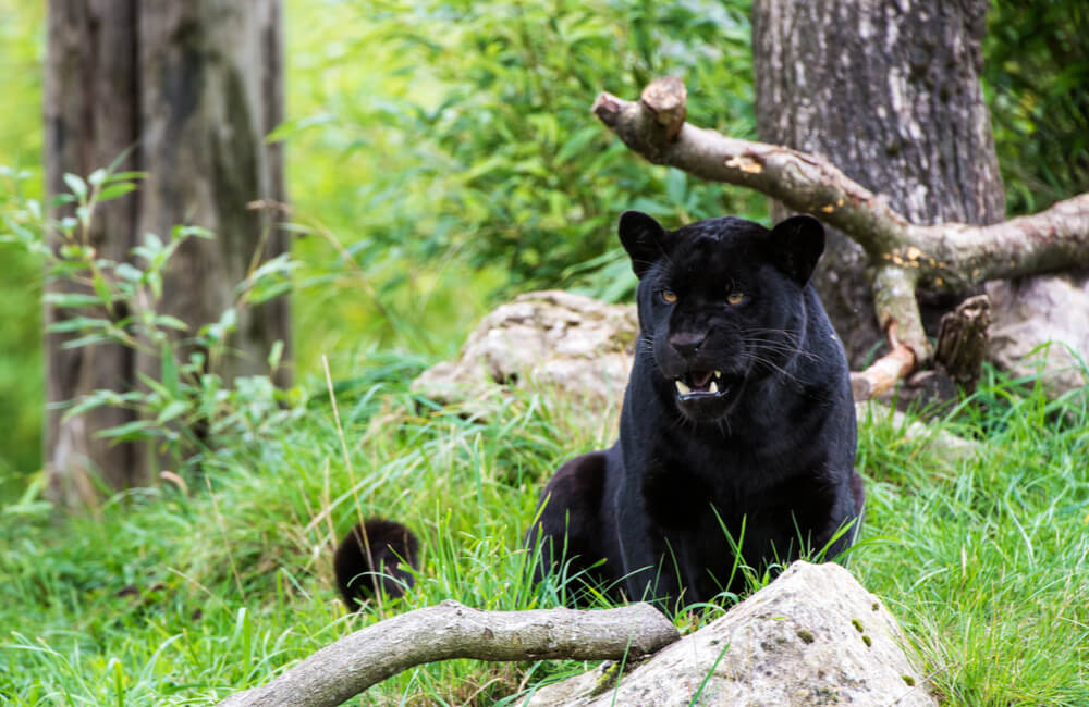 Two Black Jaguars @davemhuntphotography / Shutterstock.com