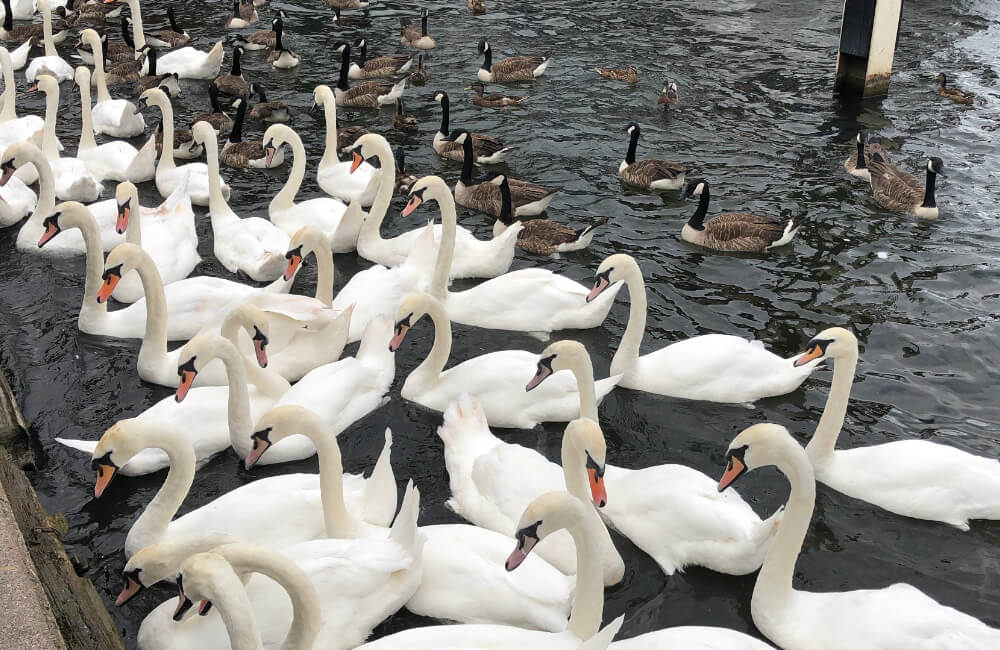 All The Swans on the River Thames @Natakim / Shutterstock.com